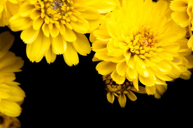 Close up macro flower