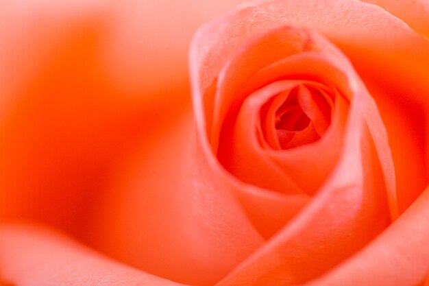 Close up macro flower