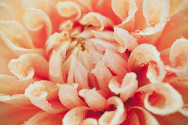 Close up macro flower