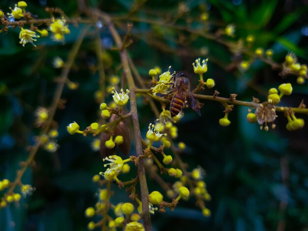 フラワービューティーの背景に熱帯の庭の蜂のマクロ撮影をクローズアップ