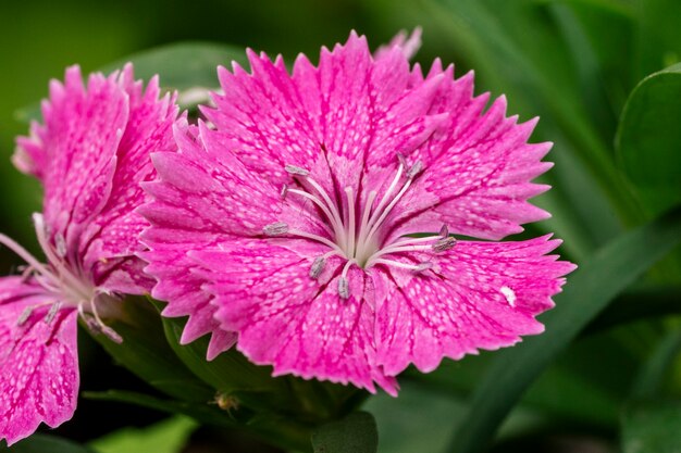 ピンクの花柄の壁紙 無料のベクター