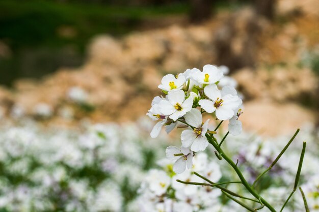 A close-up macro shot of White Wall Rocket plant with flowers in bloom in Malta