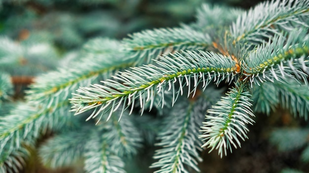 Close up macro view of fir tree branches