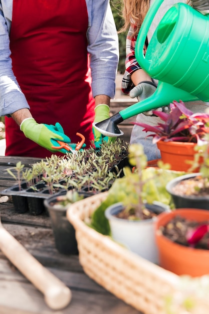 Close-up of male and female gardener trimming and watering the plant in the domestic garden