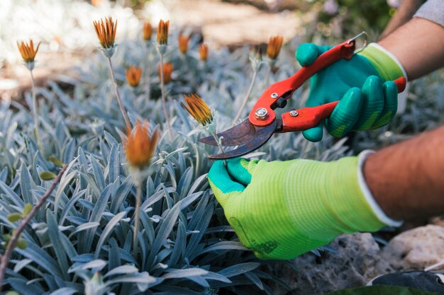 Close-up of a male gardener's hand pruning the flowers