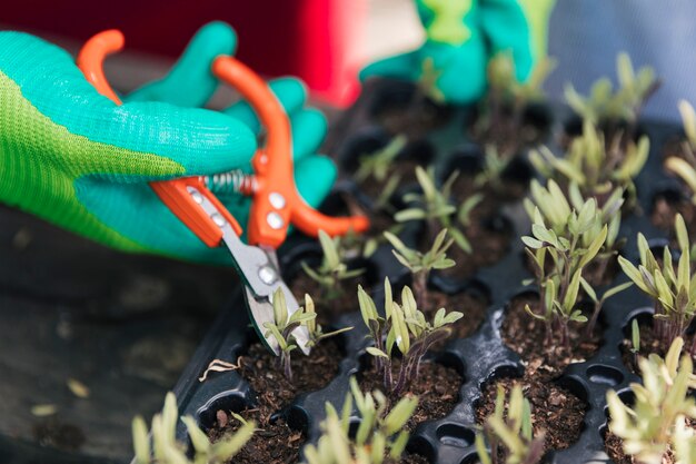 Close-up of male gardener's hand wearing gloves pruning the seedling with secateurs