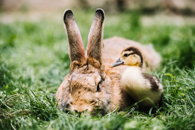 Close-up of mallard duckling near the rabbit on green grass
