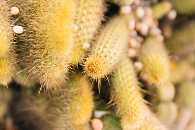 mammillaria elongata 선인장 식물의 근접 촬영