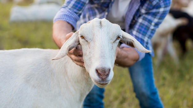 Free photo close-up man carring goat