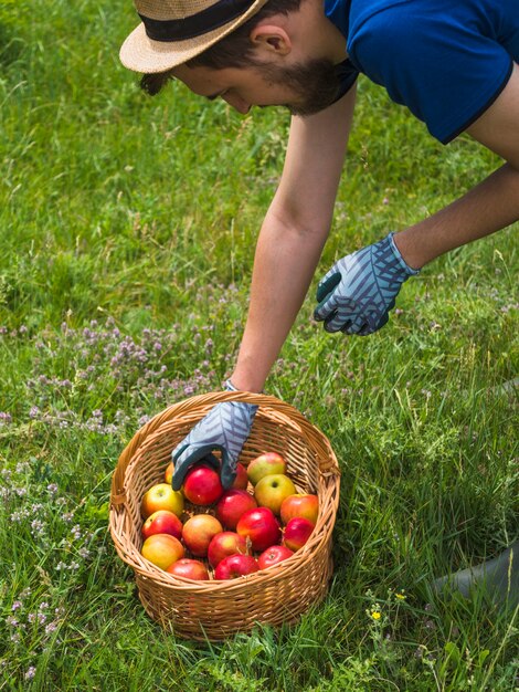 Close-up of man collecting red apple in basket