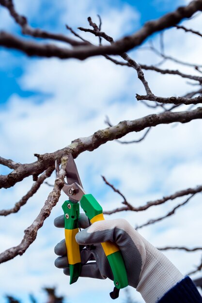 Close-up man cutting dried branches