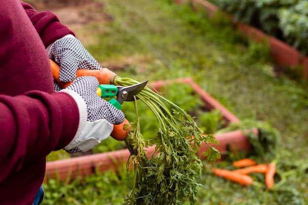 Close-up man cutting leaves off carrot