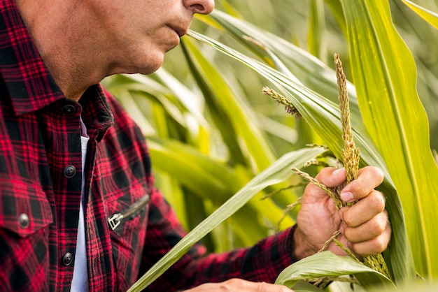 Free photo close up man holding a corn plant