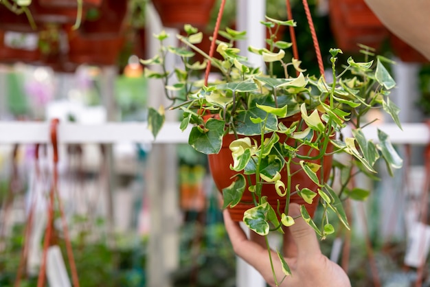 家の植物を保持しているクローズアップ男