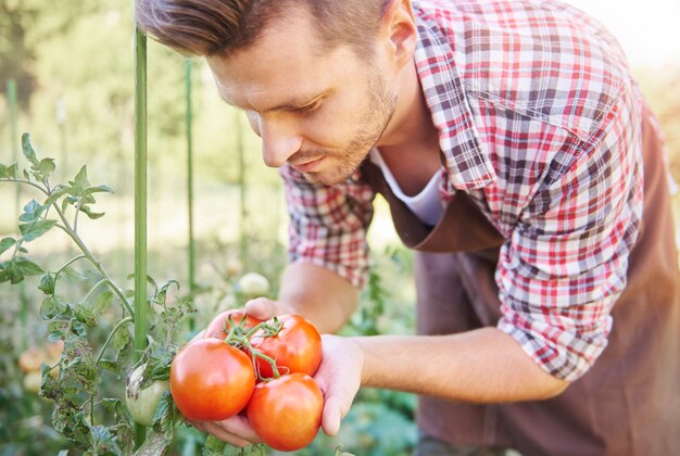 그의 tomatoe 작물을보고 남자에 가까이