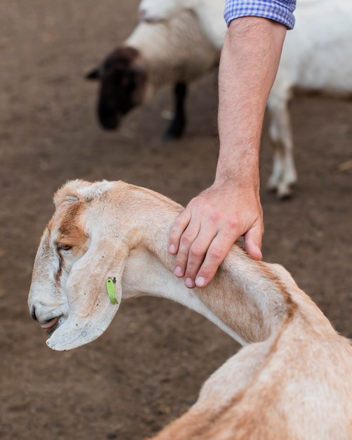 Foto gratuita close-up uomo petting capra