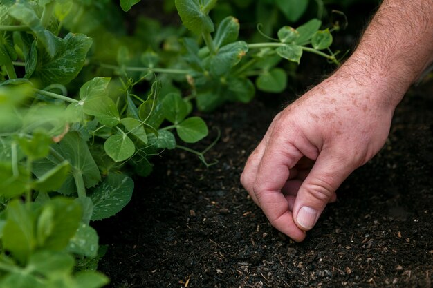 Close-up man putting seeds on soil