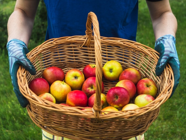 Close-up of man's hand holding basket of red apple