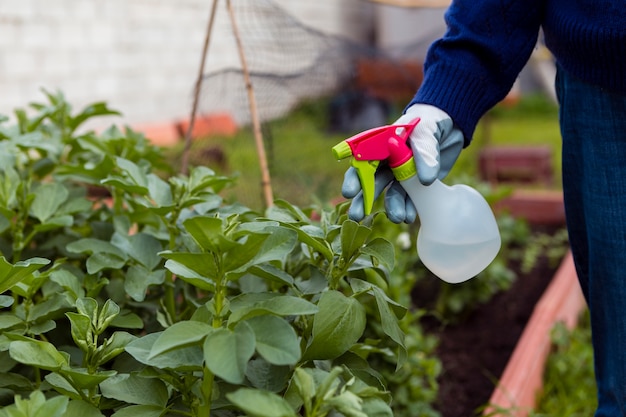 close-up man spraying plants in garden