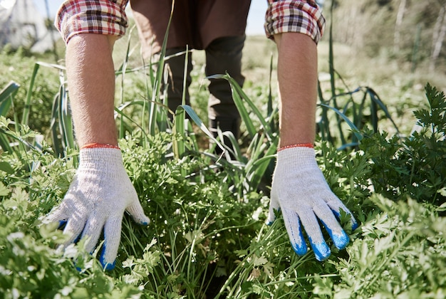 Close up on man taking care of her garden