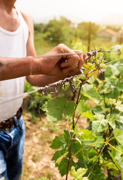 Close-up man working at grapevine