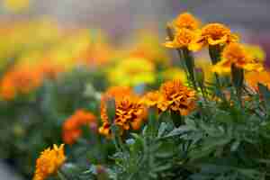 Free photo close up of marigold blooming in pots at greenhouse