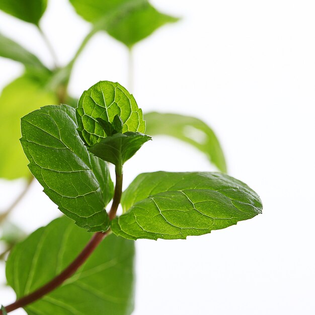 close up of mint leaves