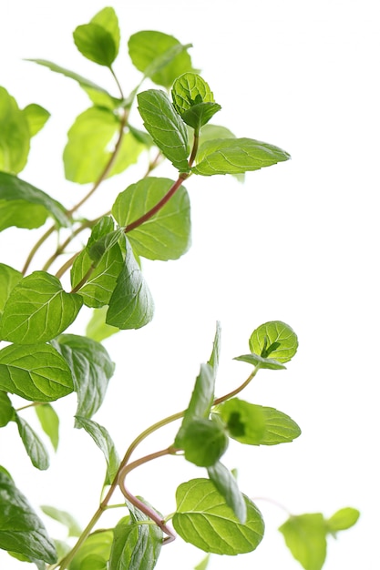 close up of mint leaves