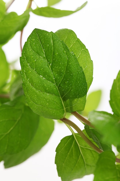 close up of mint leaves