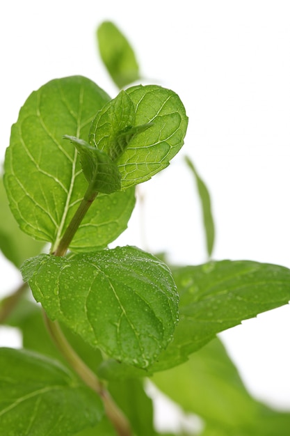close up of mint leaves