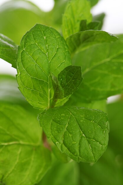 close up of mint leaves