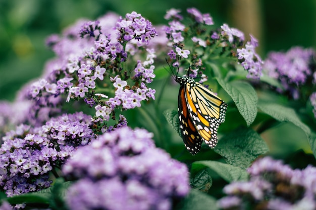 Close up of monarch butterfly on violet garden flowers