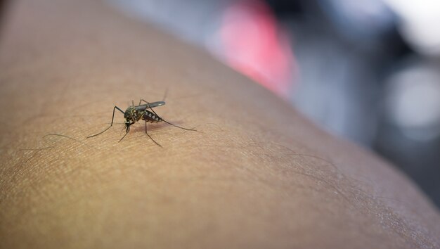 close-up of mosquito sucking blood from human arm.