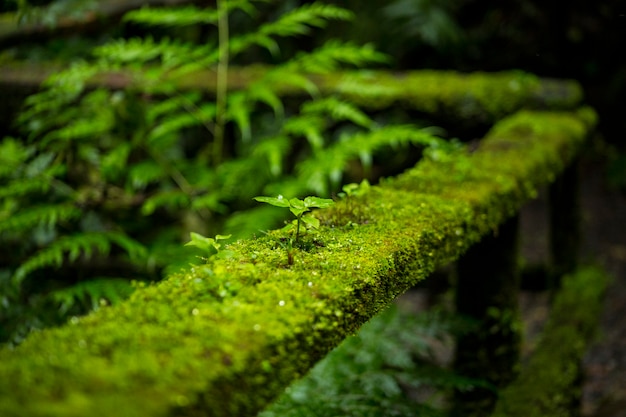 코스타리카 열대 우림에서 울타리의 난간에 이끼의 근접