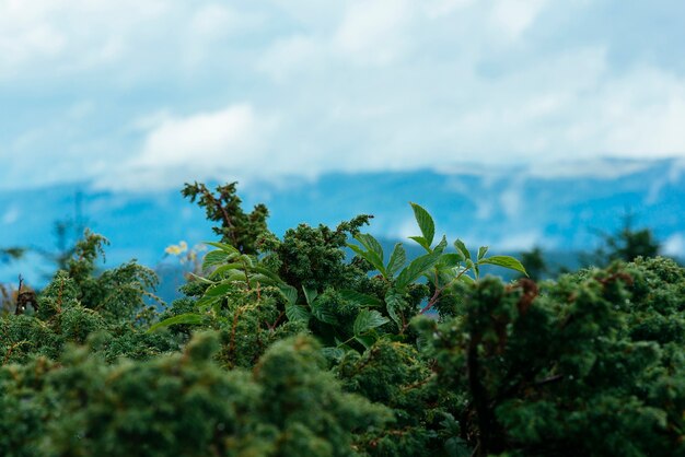 Close-up of mountain peak green vegetation