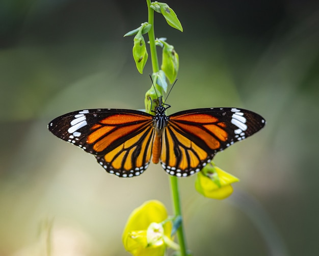 Close up of multicolored butterfly