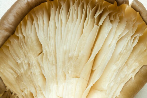 Close-up of mushroom