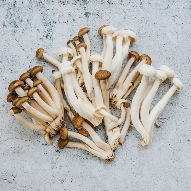 Close-up of mushrooms on floor