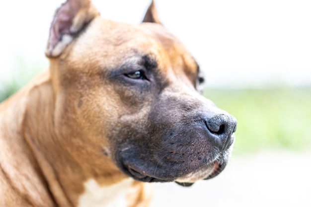 Free photo close-up of the muzzle of a dog, labrador on a blurred light background.