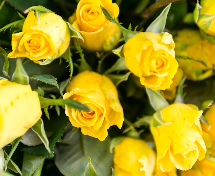 Free Photo close up of natural fresh roses