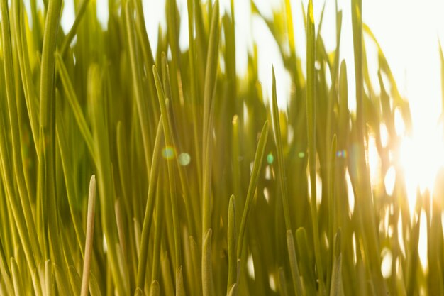 Close up natural grass