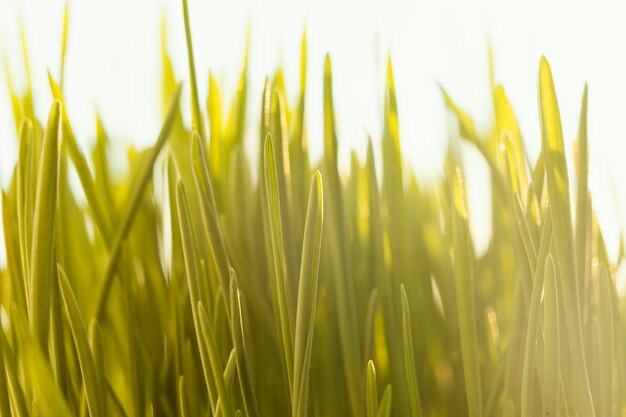Крупным планом натуральная трава