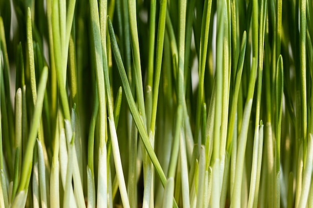 Free photo close up natural grass