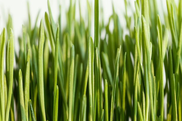 Close up natural grass