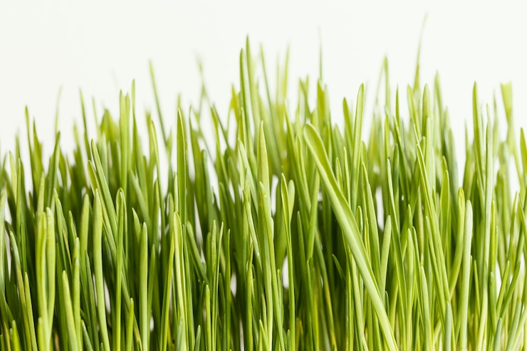 Free Photo close up natural grass