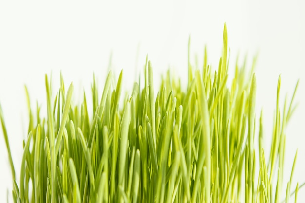 Free photo close up natural grass