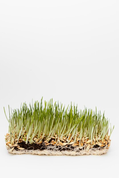 Close up natural grass