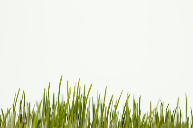 Free photo close up natural grass