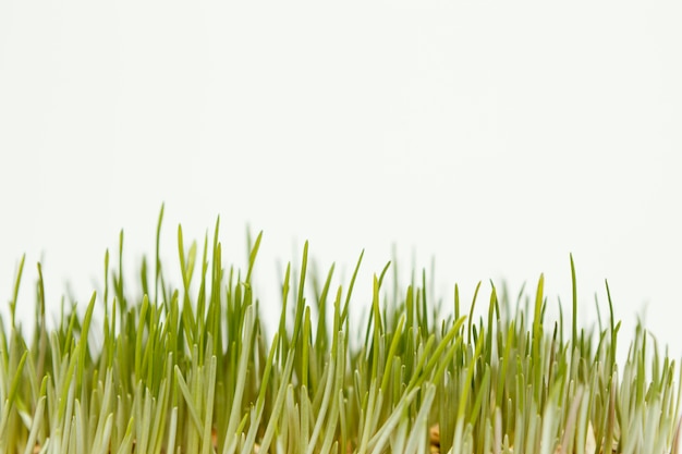 Close up natural grass