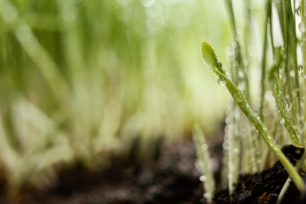 Close up natural soil and grass